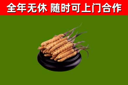 宜阳回收冬虫夏草