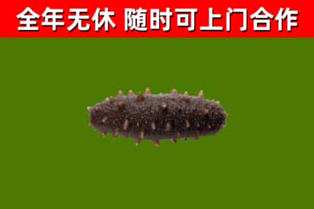 宜阳回收海参干